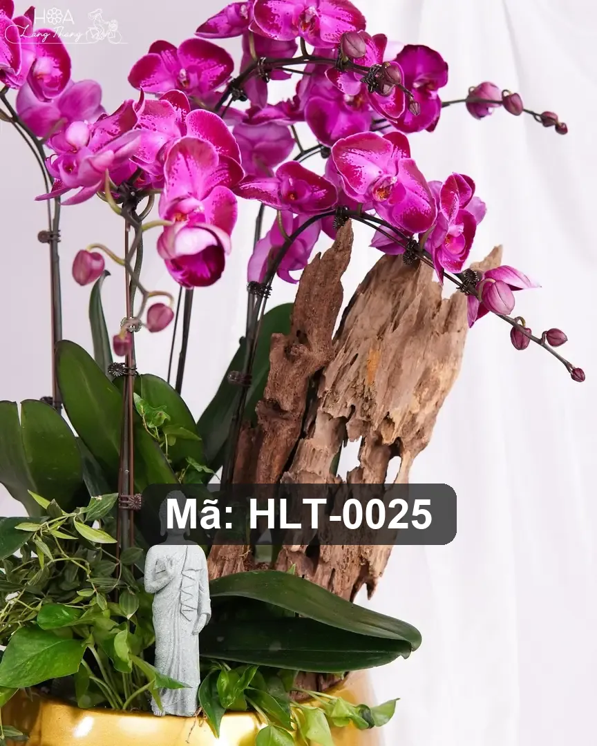 Chậu hoa lan hồ điệp mix hồng lụa - Orchid Elegance - Thumbnail 5