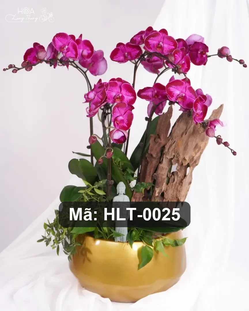 Chậu hoa lan hồ điệp mix hồng lụa - Orchid Elegance - Thumbnail 6