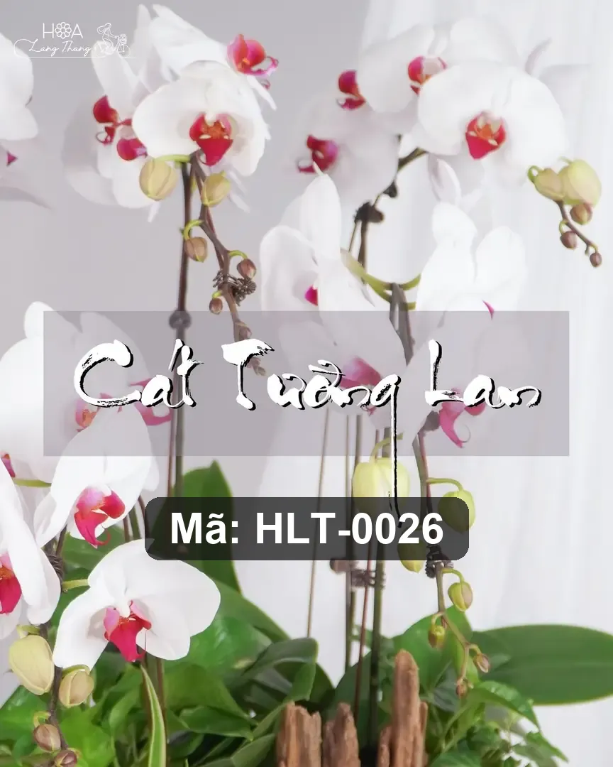 Chậu hoa lan hồ điệp trắng - White Orchid Serenity