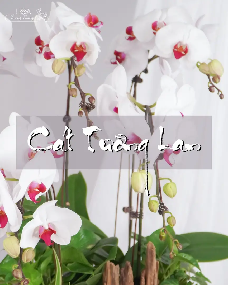 Chậu hoa lan hồ điệp trắng - White Orchid Serenity