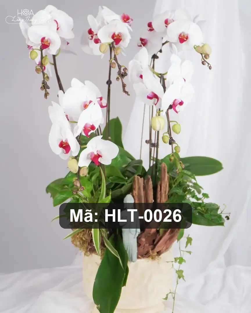 Chậu hoa lan hồ điệp trắng - White Orchid Serenity - Thumbnail 2