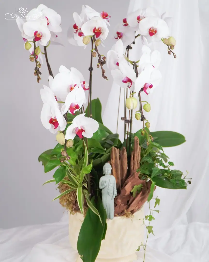 Chậu hoa lan hồ điệp trắng - White Orchid Serenity — góc khác