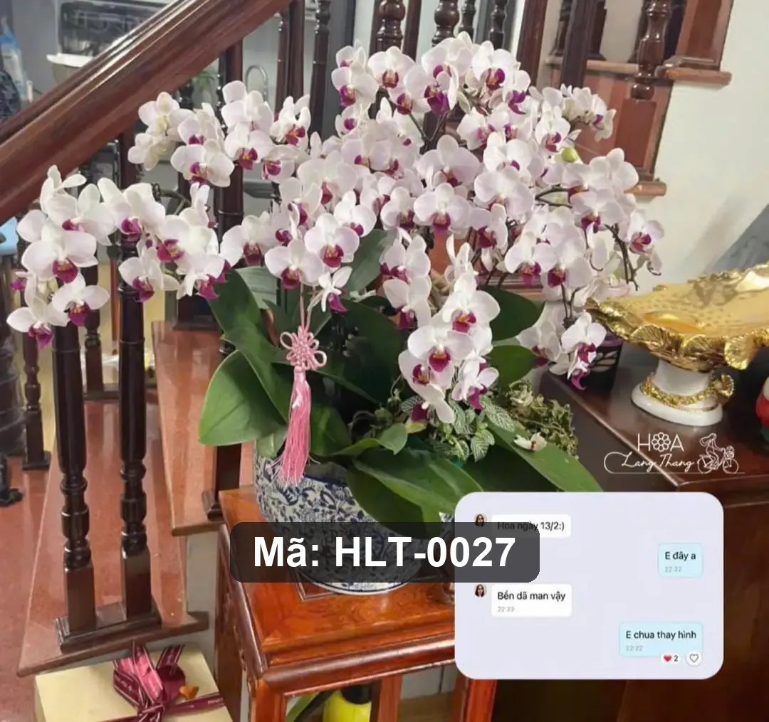 Chậu lan hồ điệp trắng tím lụa - Orchid Elegance