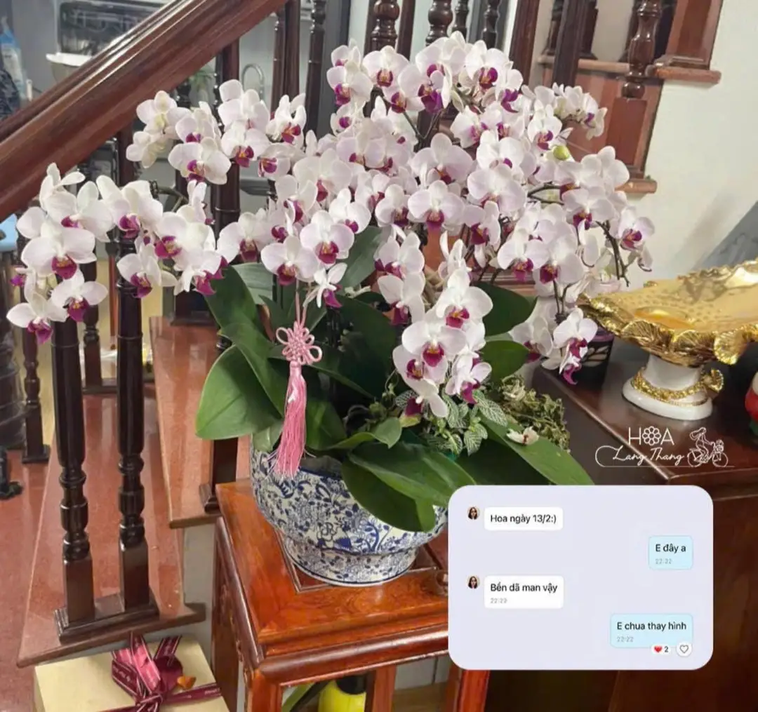 Chậu lan hồ điệp trắng tím lụa - Orchid Elegance