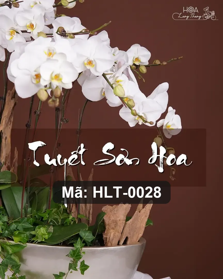 Chậu lan hồ điệp lụa dáng thuyền - Orchid Serenity