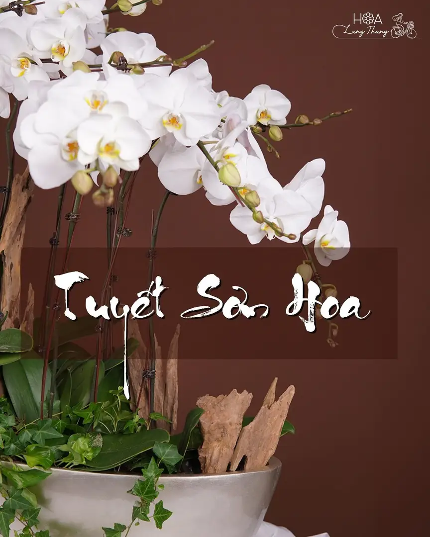 Chậu lan hồ điệp lụa dáng thuyền - Orchid Serenity