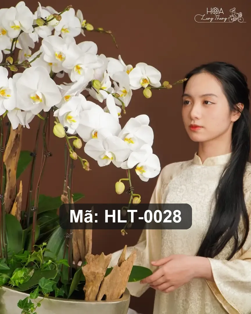 Chậu lan hồ điệp lụa dáng thuyền - Orchid Serenity - Thumbnail 2