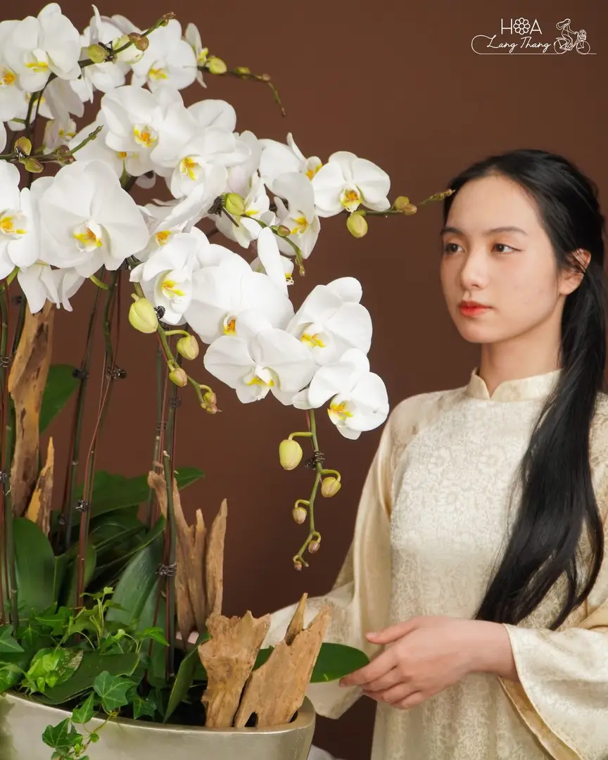 Chậu lan hồ điệp lụa dáng thuyền - Orchid Serenity — góc khác