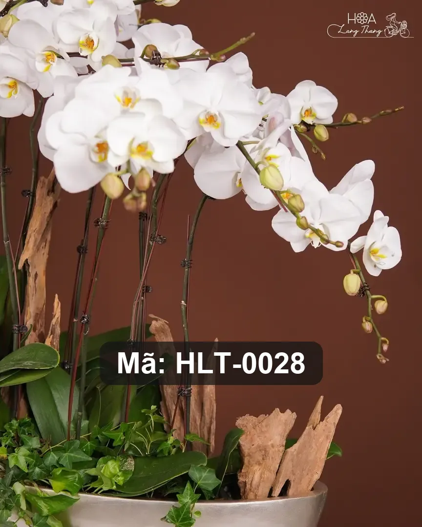 Chậu lan hồ điệp lụa dáng thuyền - Orchid Serenity - Thumbnail 3