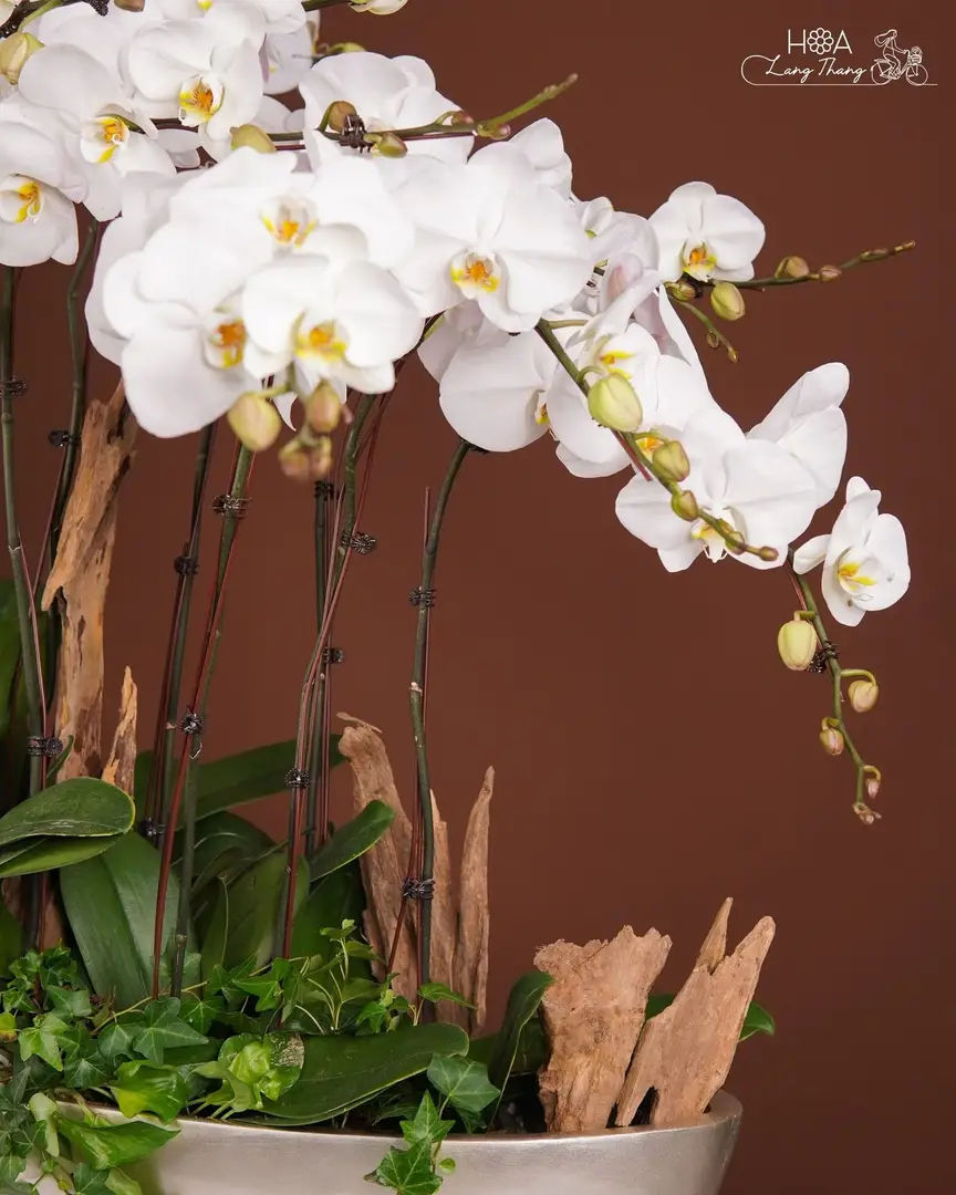 Chậu lan hồ điệp lụa dáng thuyền - Orchid Serenity - Thumbnail 3