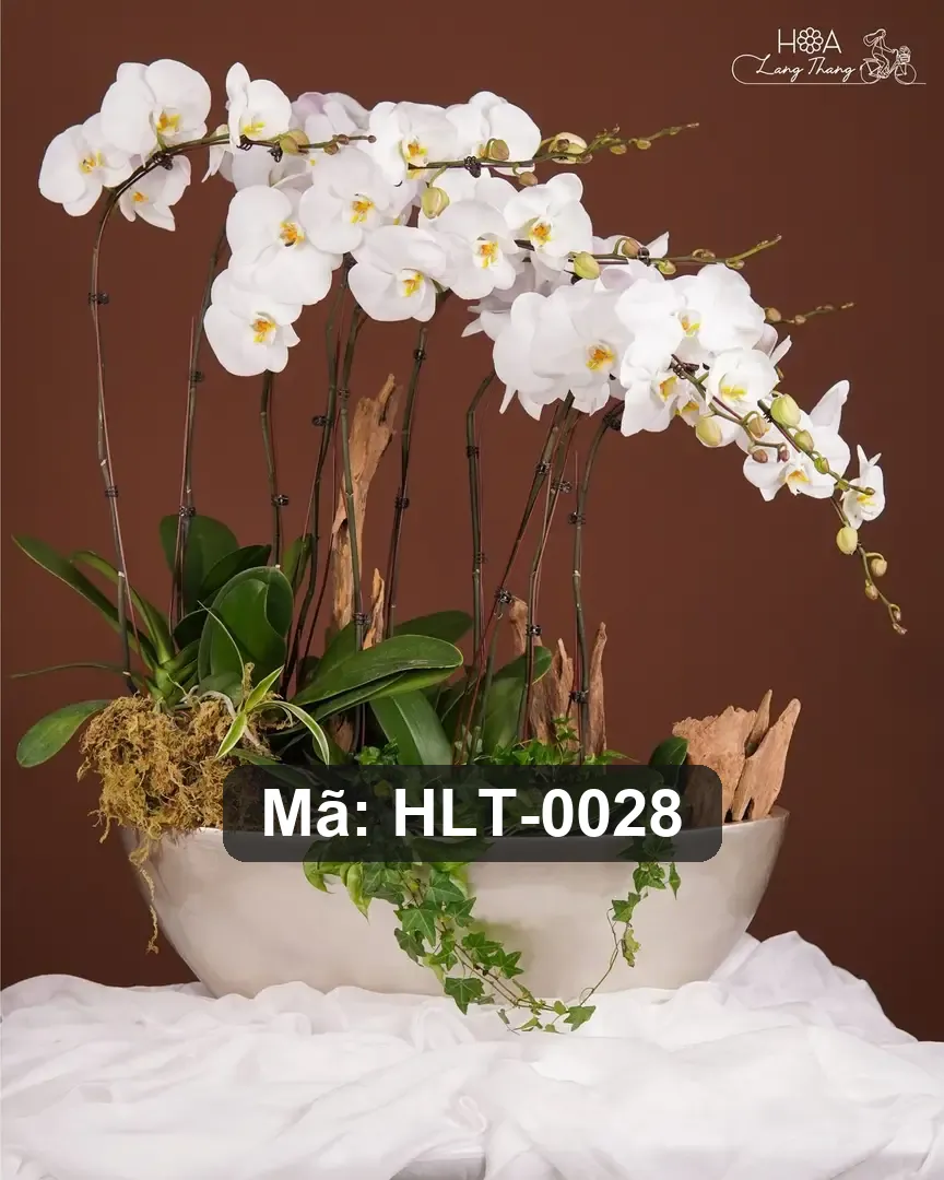 Chậu lan hồ điệp lụa dáng thuyền - Orchid Serenity - Thumbnail 4