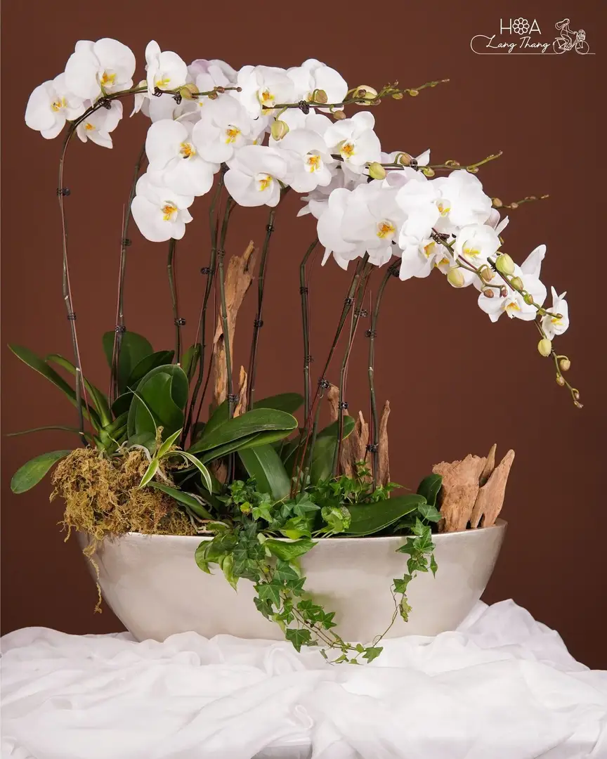 Chậu lan hồ điệp lụa dáng thuyền - Orchid Serenity - Thumbnail 4