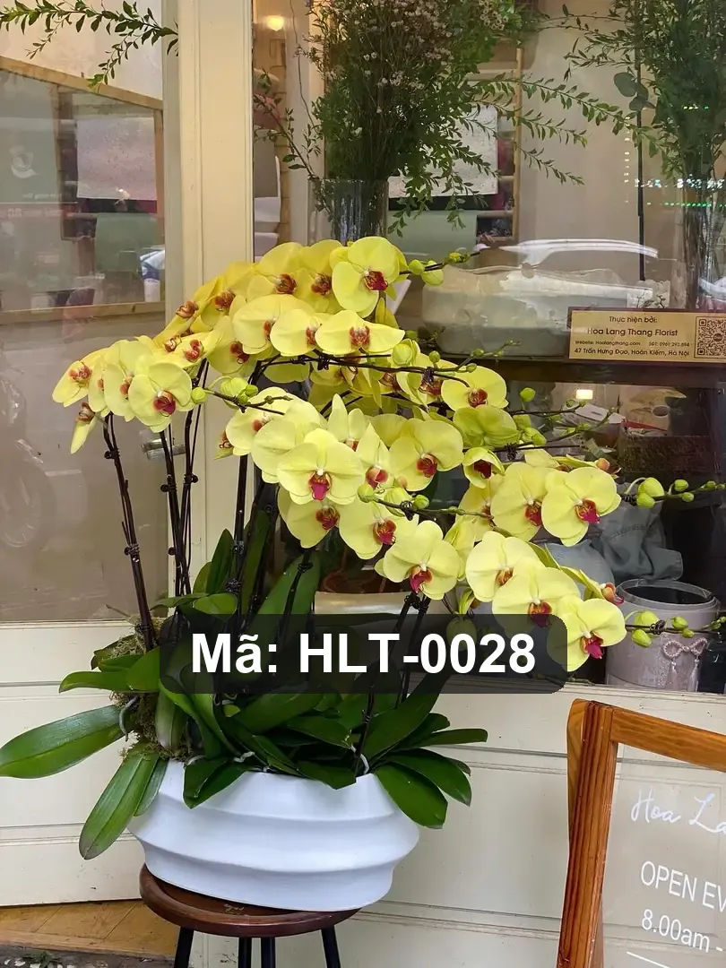 Chậu lan hồ điệp lụa dáng thuyền - Orchid Serenity - Thumbnail 7