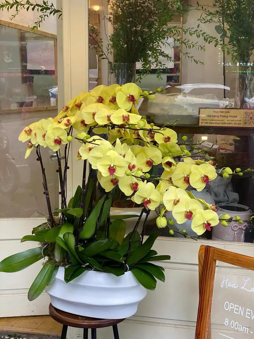 Chậu lan hồ điệp lụa dáng thuyền - Orchid Serenity - Thumbnail 7