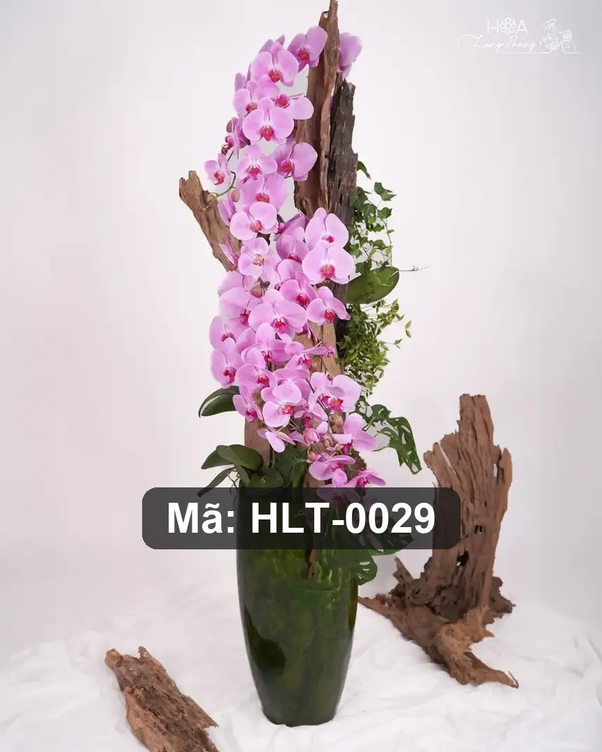 Chậu lan hồ điệp mix lá trang trí - Orchid Prosperity Garden