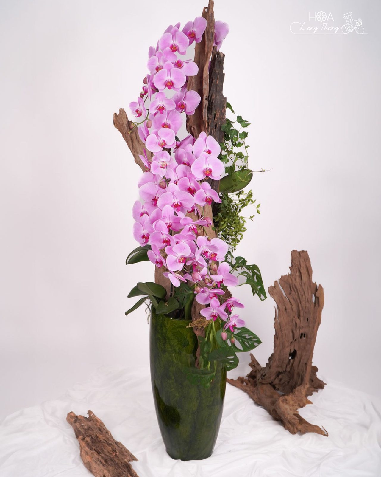 Chậu lan hồ điệp mix lá trang trí - Orchid Prosperity Garden