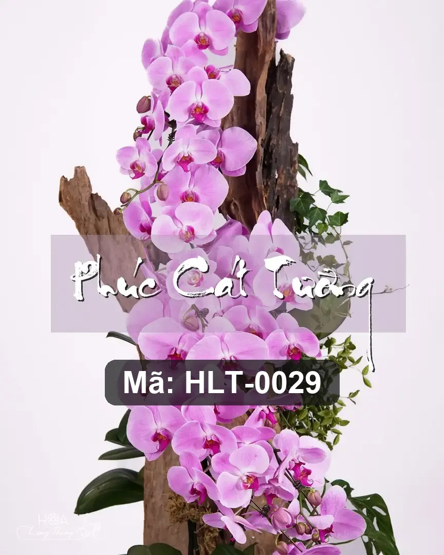 Chậu lan hồ điệp mix lá trang trí - Orchid Prosperity Garden — góc khác