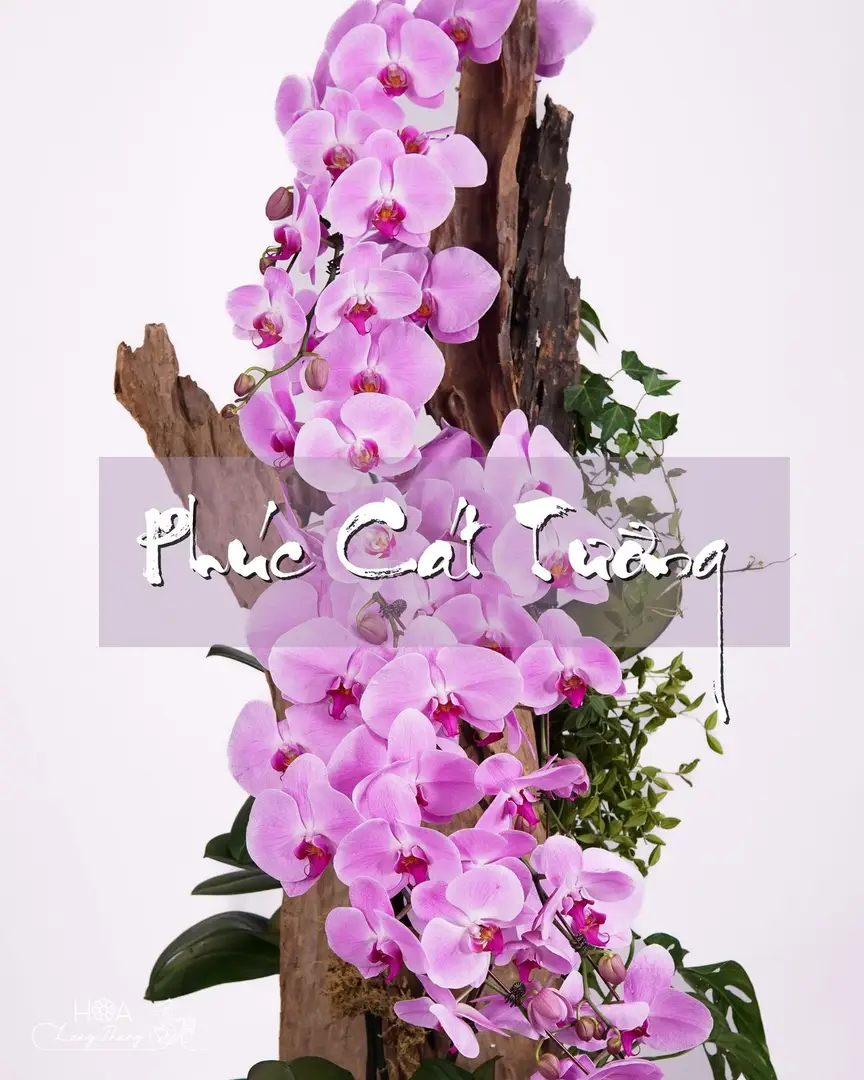 Chậu lan hồ điệp mix lá trang trí - Orchid Prosperity Garden — góc khác