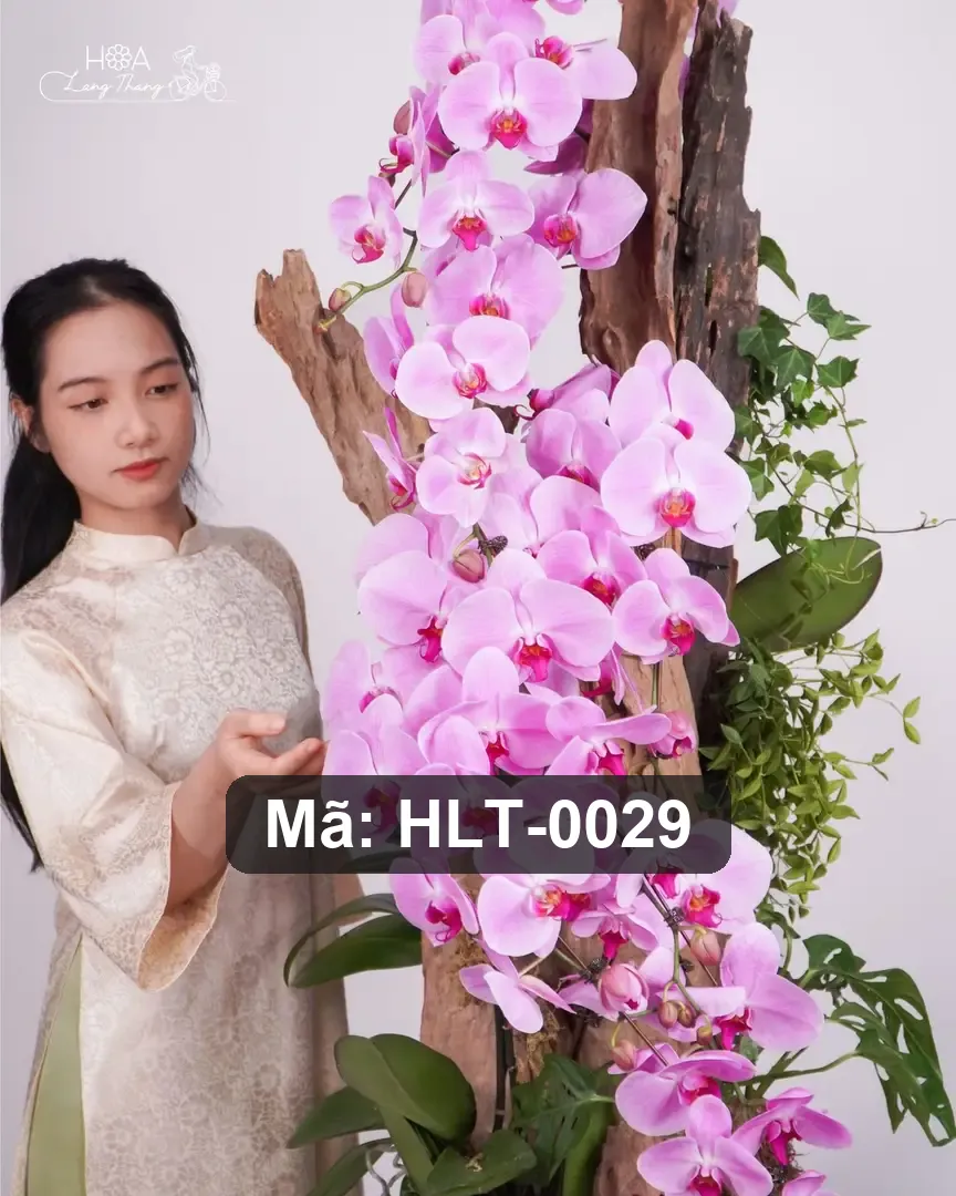 Chậu lan hồ điệp mix lá trang trí - Orchid Prosperity Garden - Thumbnail 3