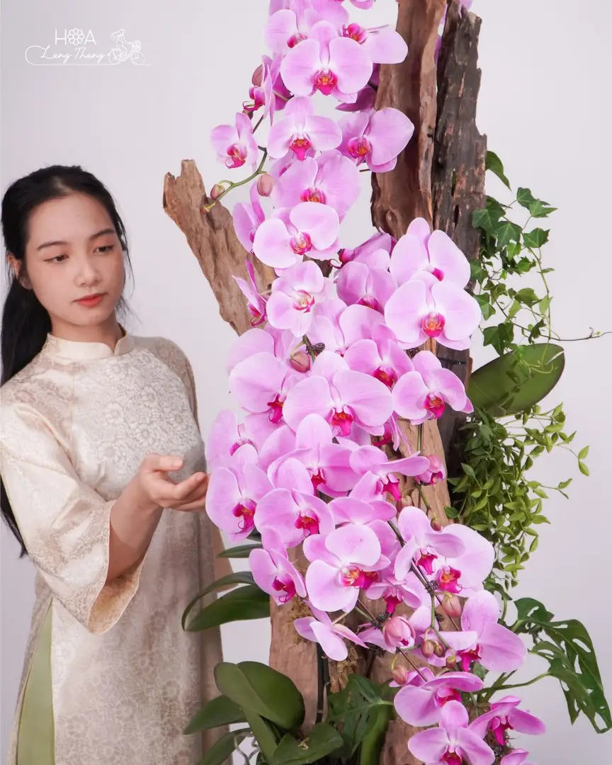 Chậu lan hồ điệp mix lá trang trí - Orchid Prosperity Garden - Hoa Lang Thang