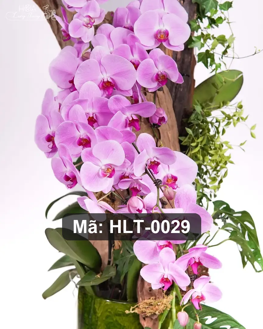 Chậu lan hồ điệp mix lá trang trí - Orchid Prosperity Garden - Thumbnail 4