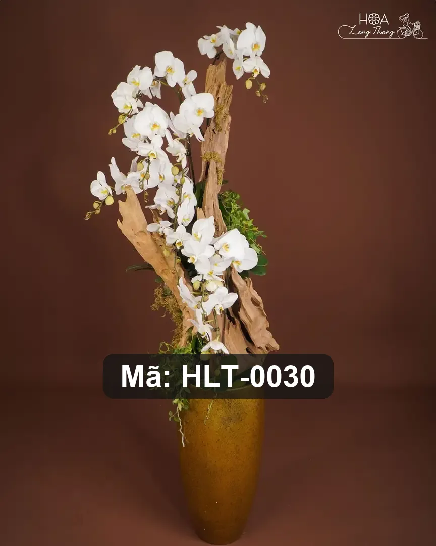 Chậu lan hồ điệp lụa cao cấp - Eternal Orchid Grace