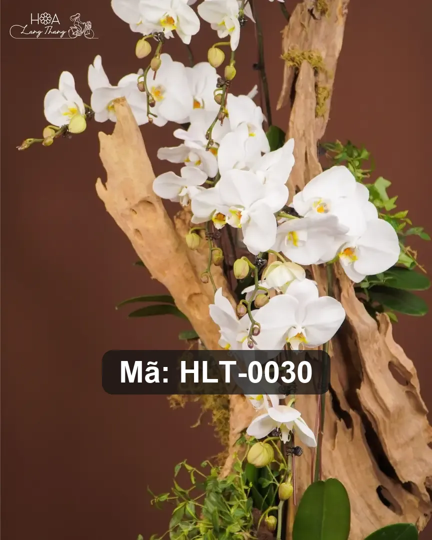 Chậu lan hồ điệp lụa cao cấp - Eternal Orchid Grace - Thumbnail 2