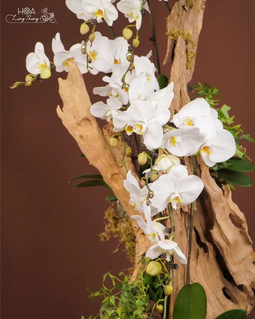 Chậu lan hồ điệp lụa cao cấp - Eternal Orchid Grace — góc khác