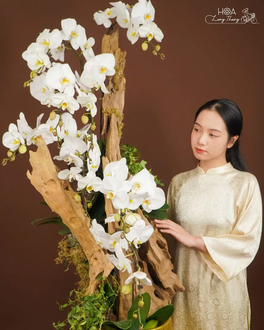 Chậu lan hồ điệp lụa cao cấp - Eternal Orchid Grace - Hoa Lang Thang