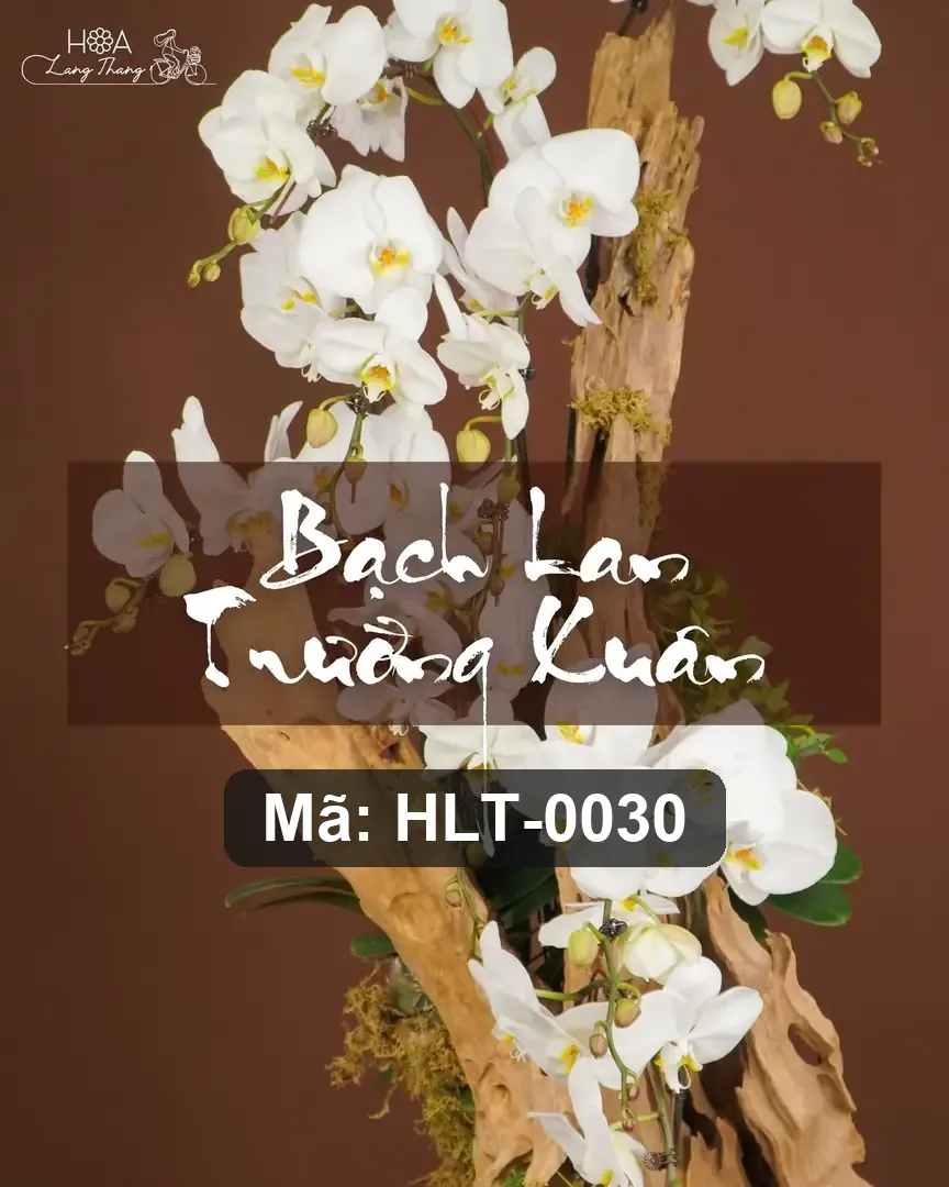 Chậu lan hồ điệp lụa cao cấp - Eternal Orchid Grace - Thumbnail 4