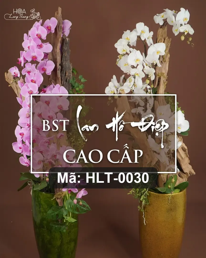 Chậu lan hồ điệp lụa cao cấp - Eternal Orchid Grace - Thumbnail 5