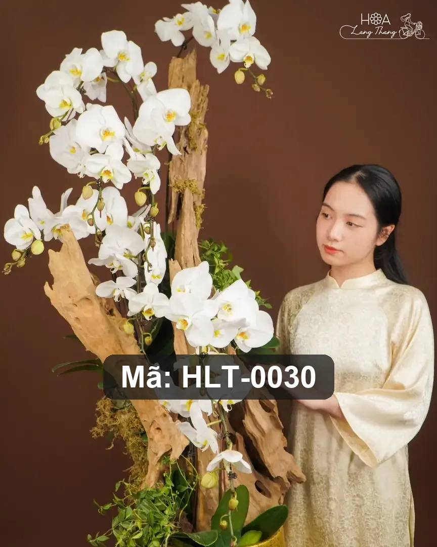 Chậu lan hồ điệp lụa cao cấp - Eternal Orchid Grace - Thumbnail 7