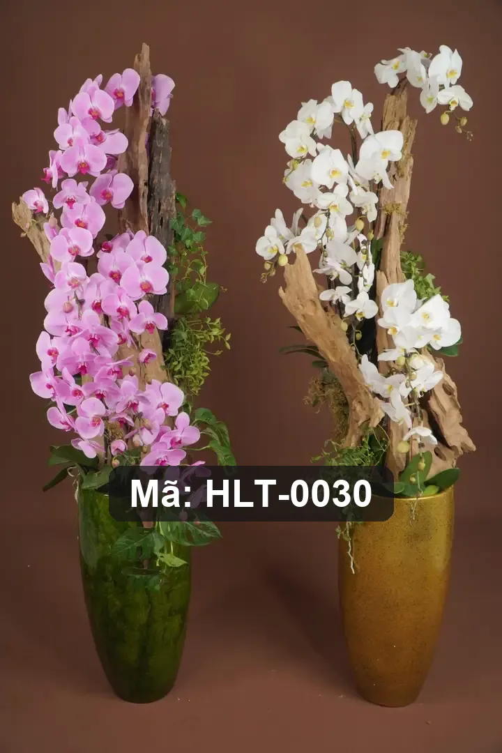 Chậu lan hồ điệp lụa cao cấp - Eternal Orchid Grace - Thumbnail 9