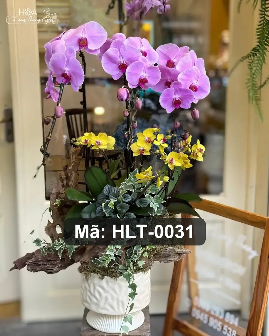 Chậu lan hồ điệp mix lan Nhí - Orchid Harmony