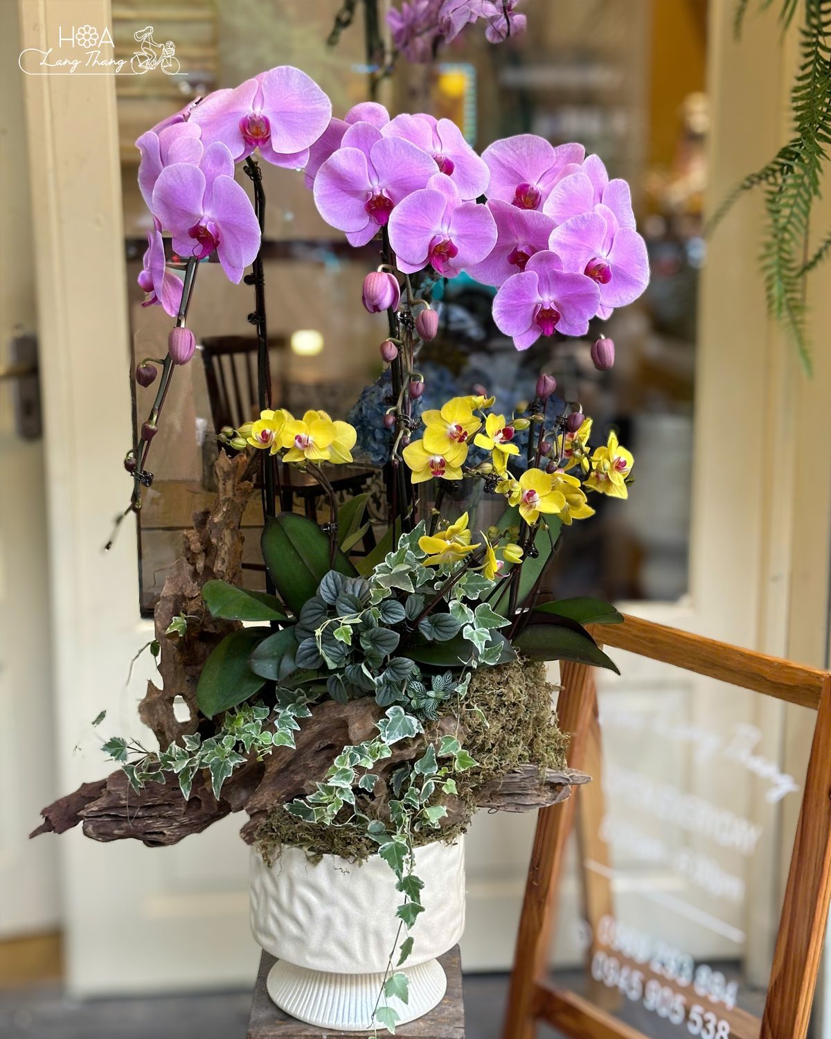 Chậu lan hồ điệp mix lan Nhí - Orchid Harmony