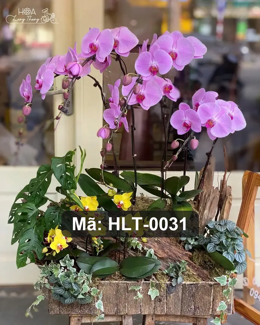 Chậu lan hồ điệp mix lan Nhí - Orchid Harmony — góc khác