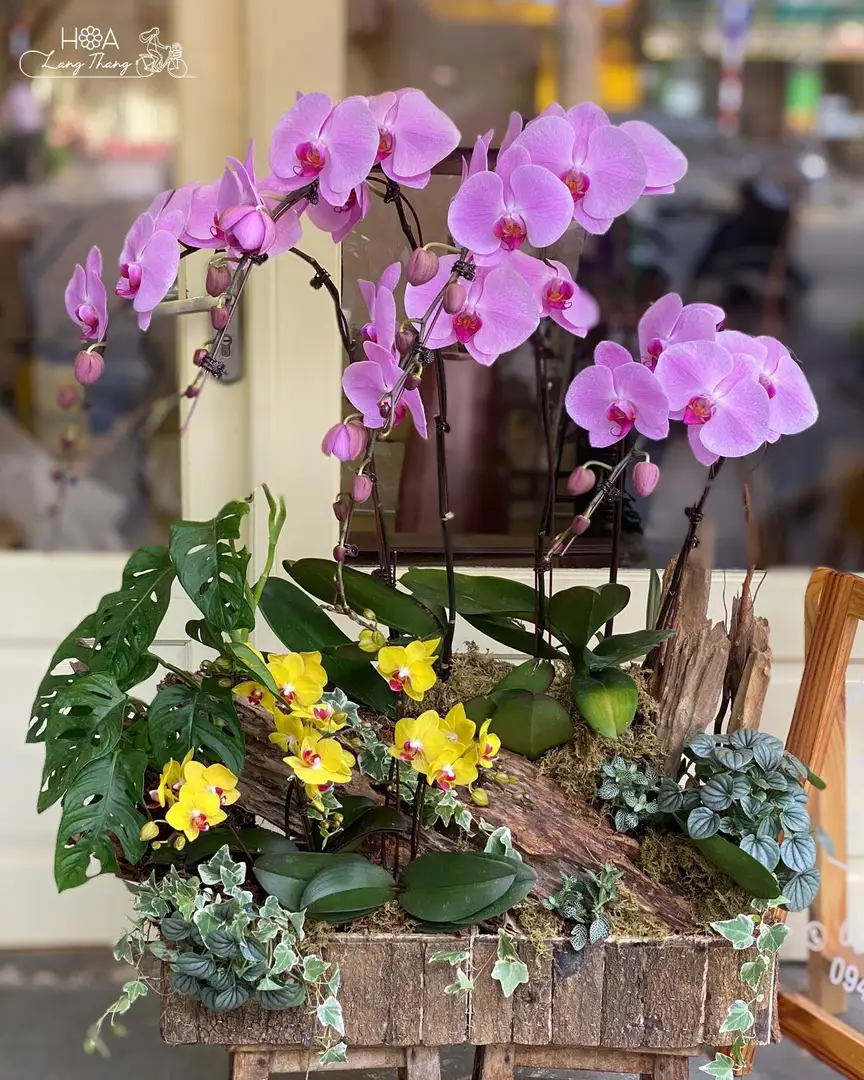 Chậu lan hồ điệp mix lan Nhí - Orchid Harmony — góc khác