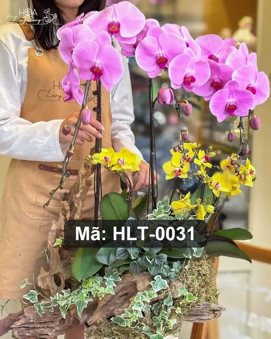 Chậu lan hồ điệp mix lan Nhí - Orchid Harmony - Thumbnail 3