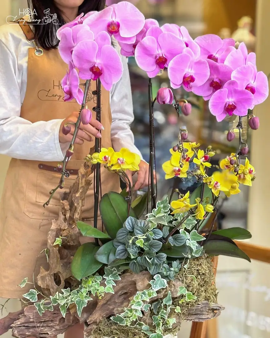 Chậu lan hồ điệp mix lan Nhí - Orchid Harmony - Hoa Lang Thang