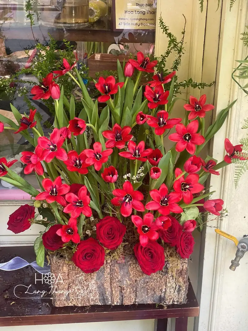 Lẵng hoa tulip đỏ gardening - Crimson Elegance - Thumbnail 5