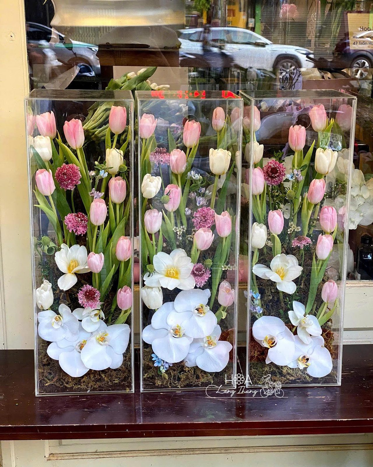 Hộp hoa tulip mix lan mica - Harmony in Bloom