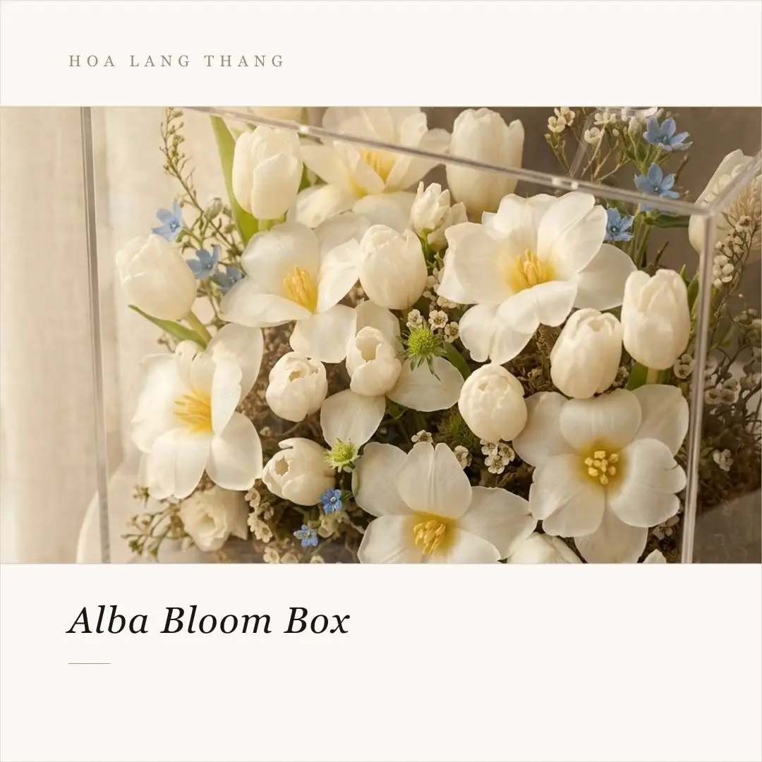Hộp hoa tulip trắng mica nhập khẩu - White Elegance - Thumbnail 3