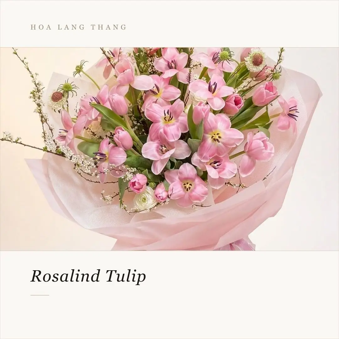 Bó hoa tulip Hà Lan trắng sữa gỗ - Creamy Elegance - Thumbnail 4