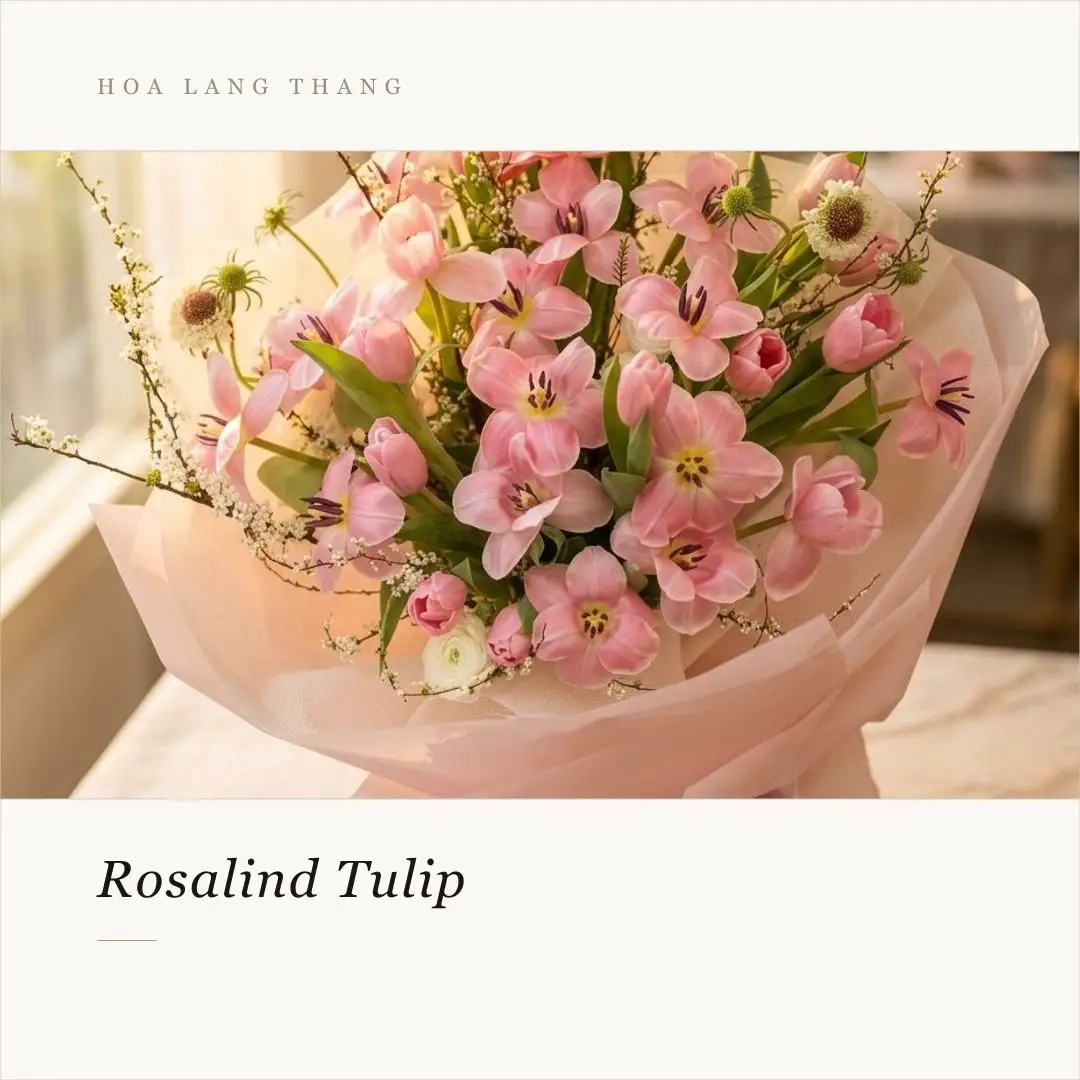 Bó hoa tulip Hà Lan trắng sữa gỗ - Creamy Elegance - Thumbnail 5