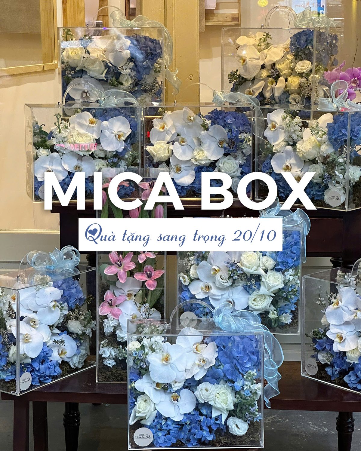 Hộp hoa cẩm tú cầu mica - Hydrangea Elegance - Hoa Lang Thang