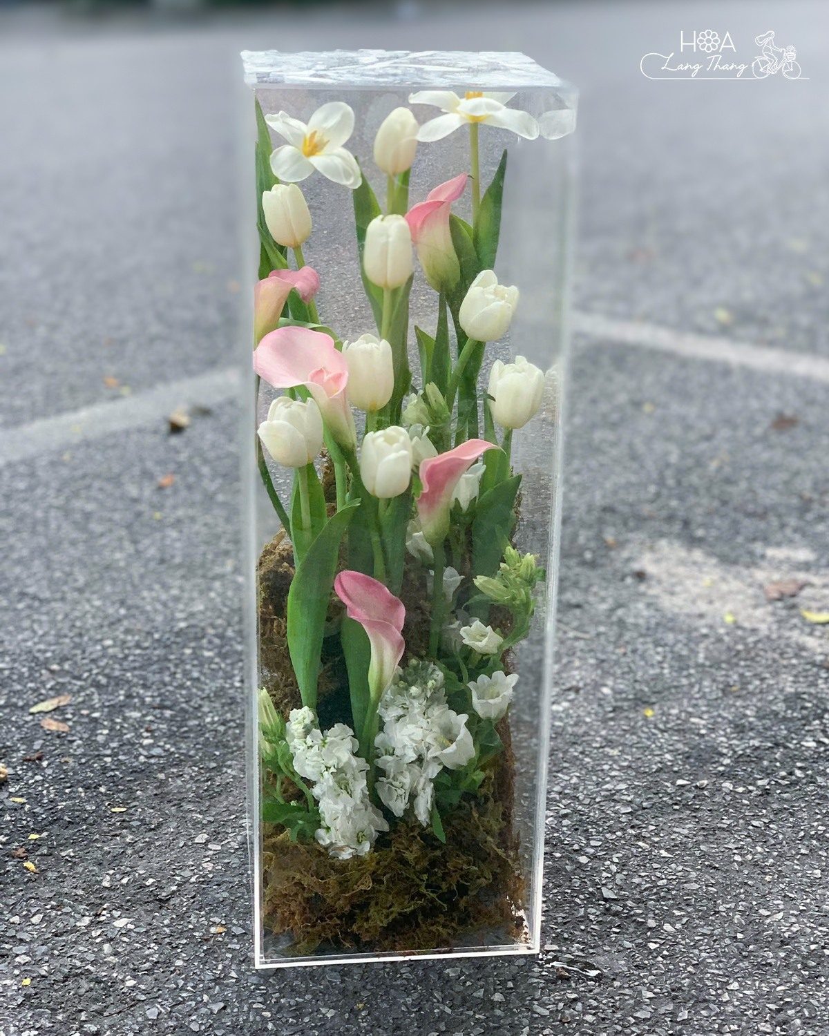 Hộp hoa tulip trắng mix calla mica - Vanilla Elegance