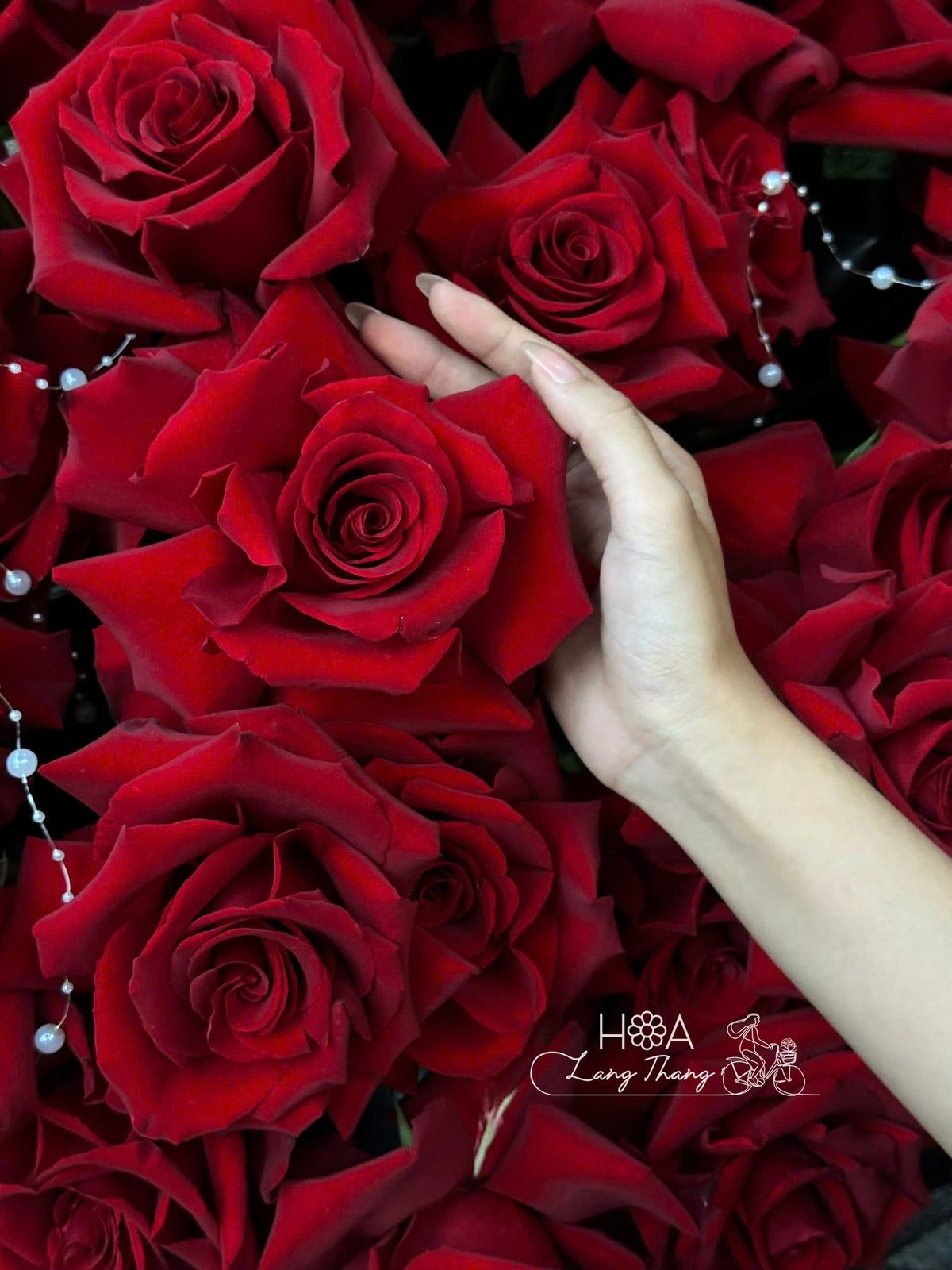 Bó hoa hồng đỏ Ecuador lưới trắng - Crimson Romance