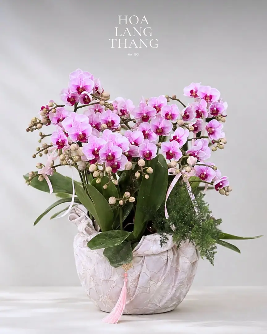 Chậu lan hồ điệp hồng bọc vải lụa - Ảnh 1