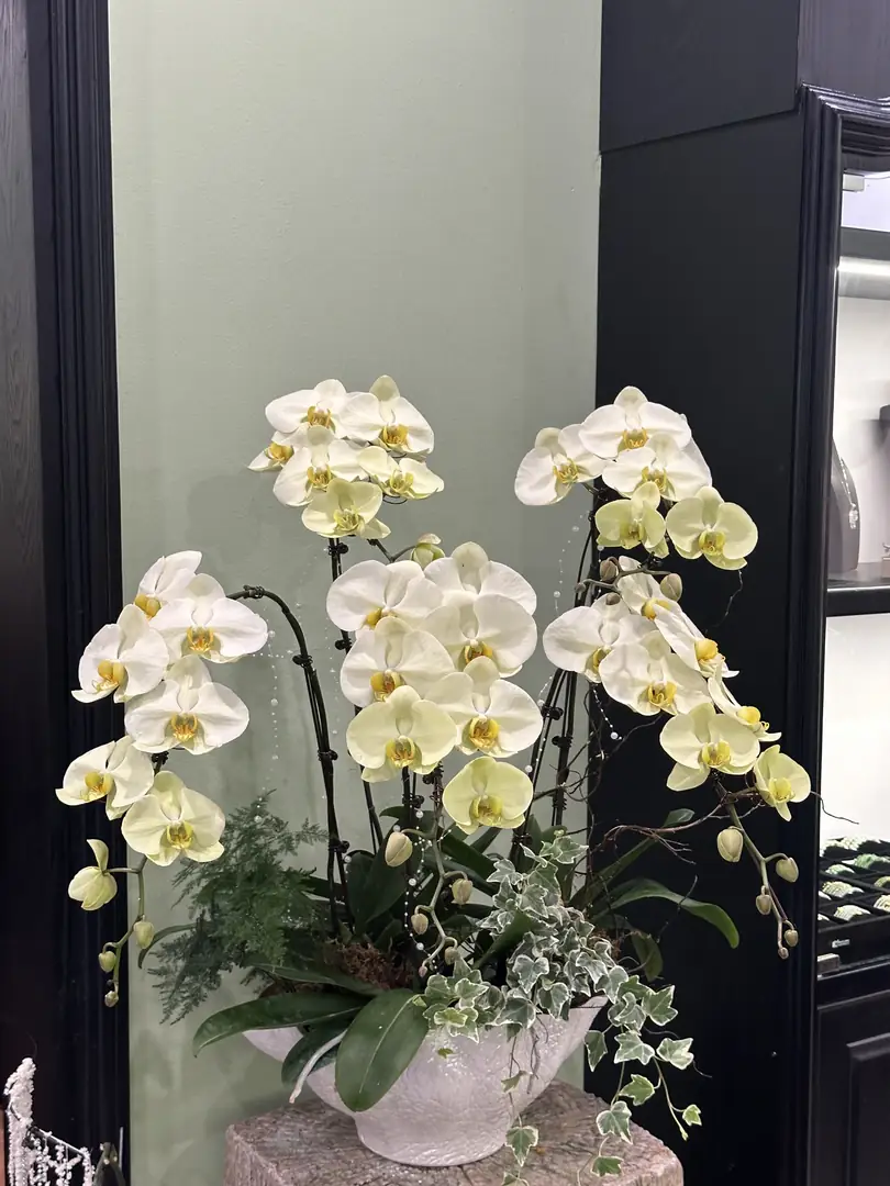 Chậu lan hồ điệp trắng ngà phối lá - Ảnh 1