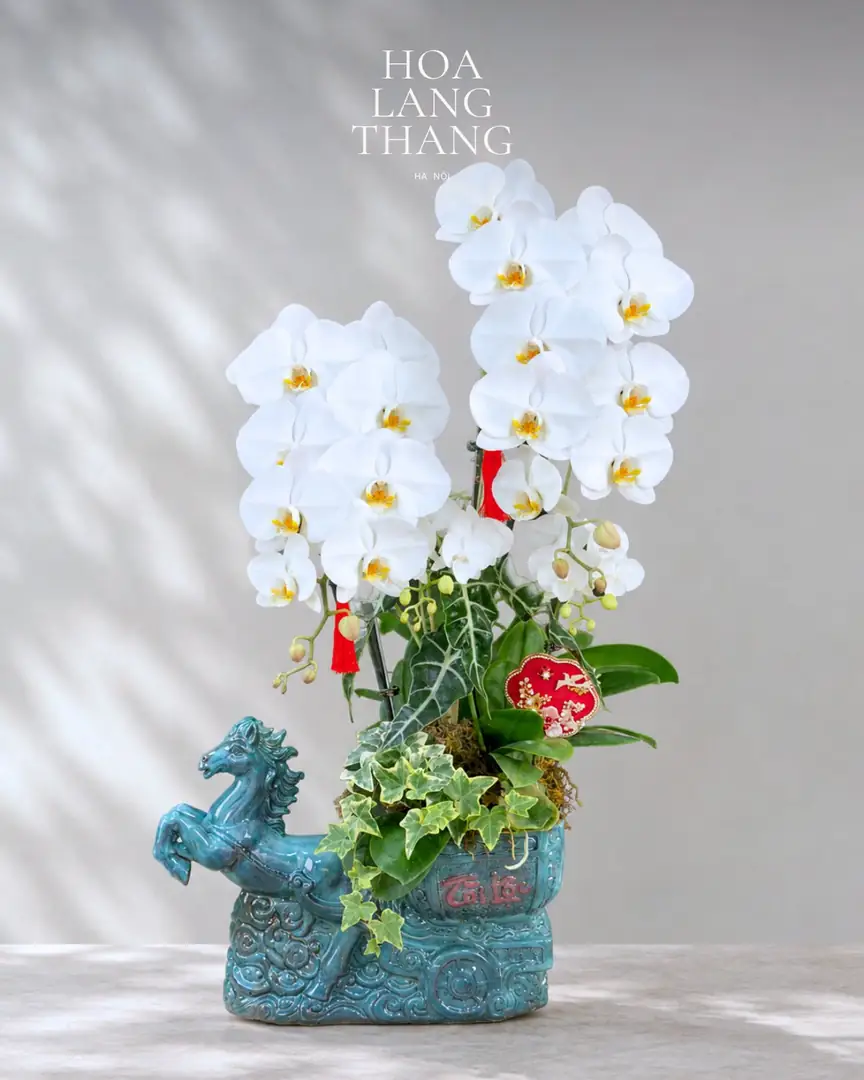 Chậu lan hồ điệp trắng chậu gốm hình ngựa - Ảnh 1